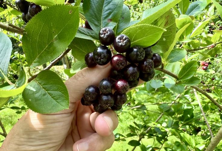 Alt du skal vide om aroniabær