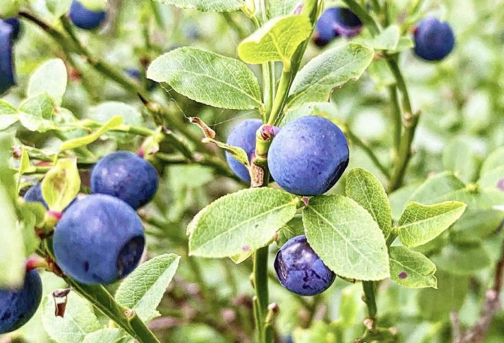 Alt du skal vide om blåbær