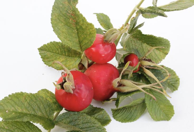 Alt du skal vide om hyben