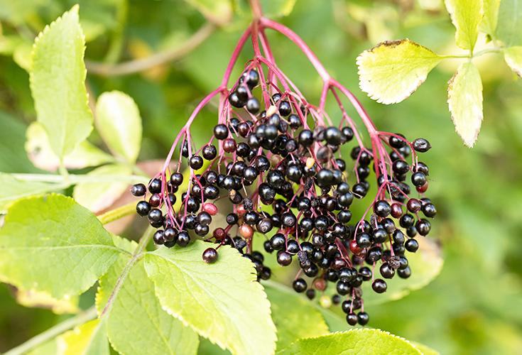 Alt du skal vide om hyldebær