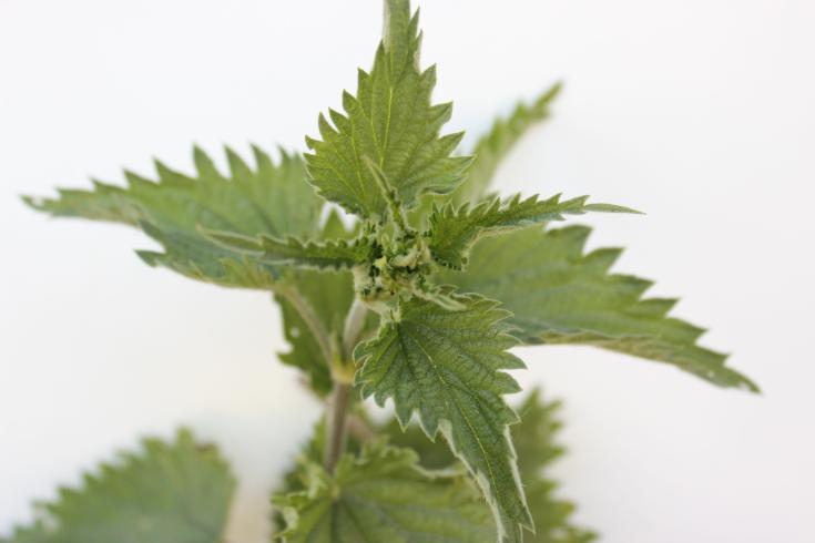 Alt du skal vide om brændenælder