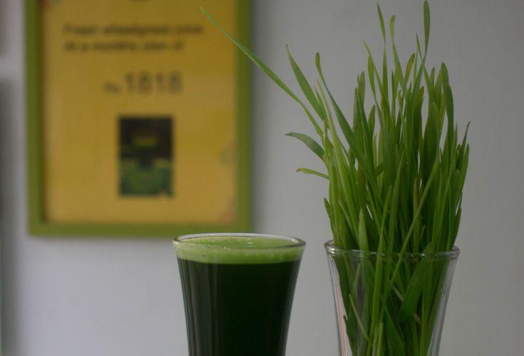 Sådan dyrker du dit eget hvedegræs